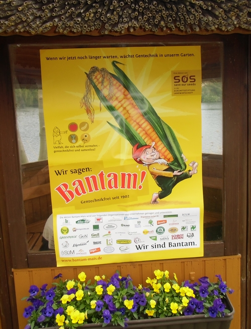 Bantam-Mais Pflanzaktion bei Sannmann-04