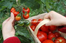 Tomatenfest, Ökomarkt und Selbsternte - demeter Gärtnerei Sannmann 29.07.17